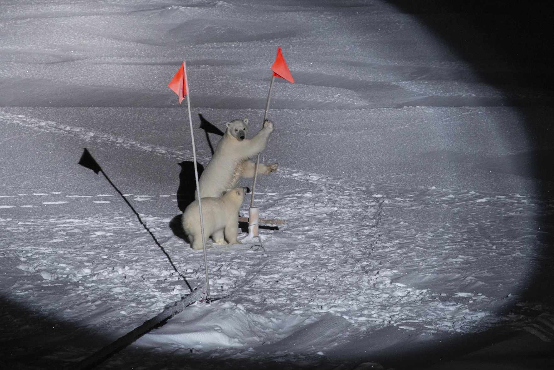 Arctic expedition
